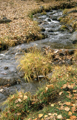 Mountain Stream in Autumn