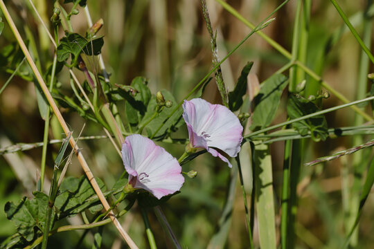 Convolvulus Arvensis, die Ackerwinde