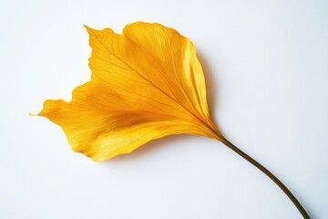 Naklejka premium Single vibrant yellow leaf with prominent veins, isolated on white background.