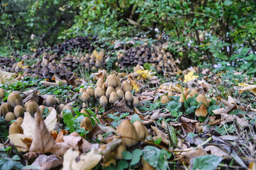 Glimmertintlinge auf dem Waldboden