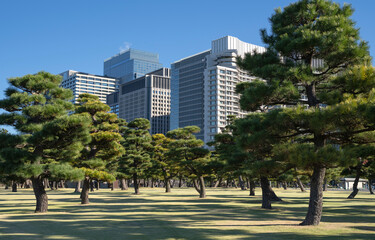 Pine trees in outer garden Imperial Palace with high building skyscrapers background, Tokyo, Japan.