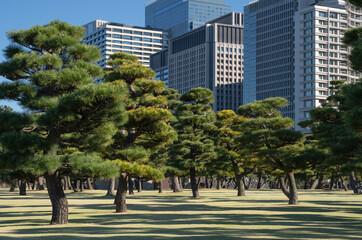 Pine trees in outer garden Imperial Palace with high building skyscrapers background, Tokyo, Japan.