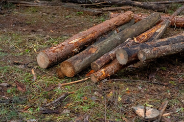 Fototapeta premium Logging and wood industry. Cut tree trunks lie on the ground in the forest. Deforestation and ecology