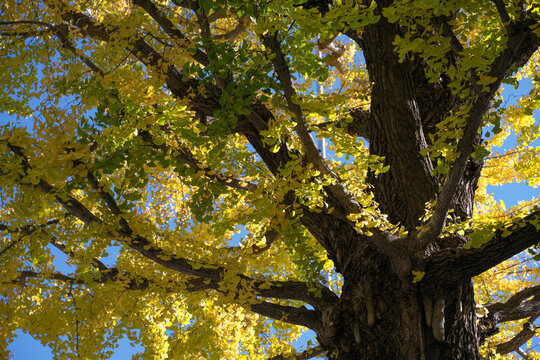 Yellow ginkgo trees in Yasukuni-jinja Shrine during autumn time. - Powered by Adobe