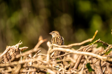  House Sparrow (Passer domesticus) Perched in the Torn Branches
