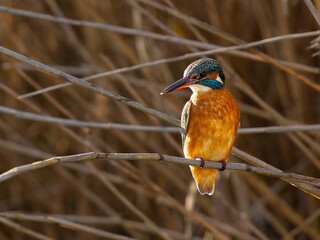 Eisvogelweibchen im Schilf