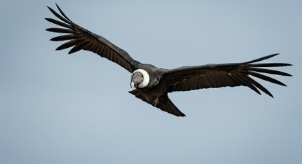Fototapeta premium Majestic andean condor soaring in clear skies displaying impressive wingspan
