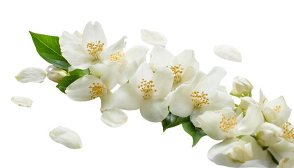 Fototapeta premium Jasmine Flower Petal Floating Against a White Background