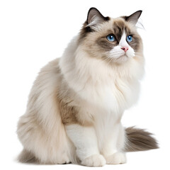 Obraz premium High Quality Ragdoll Cat PNG Transparent Image