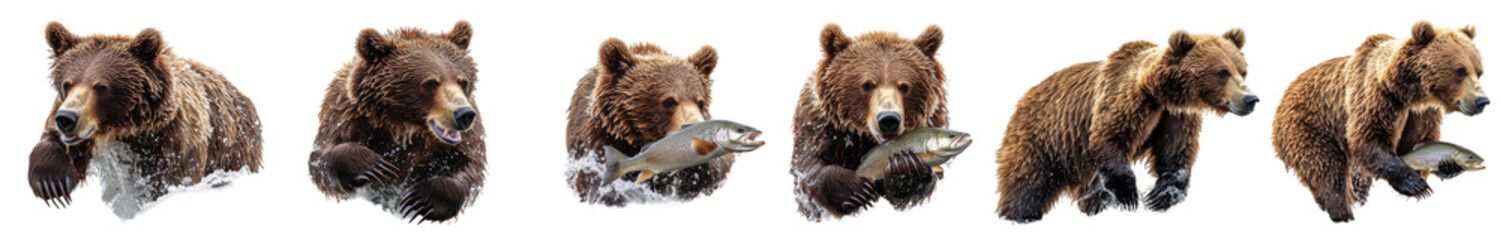 Obraz premium Brown bears catching fish in river, displaying natural behavior