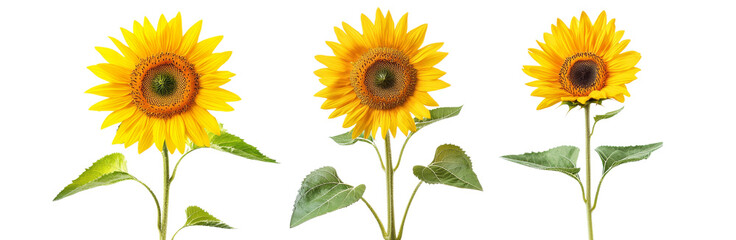 Obraz premium Three vibrant sunflowers with green leaves on transparency background