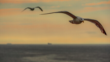 Seagulls In Flight Over the Sea at Dawn