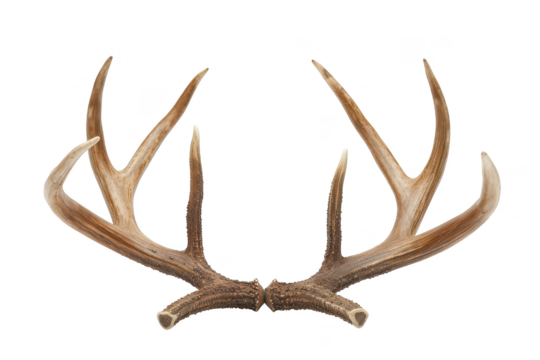 Deer antlers on isolated background