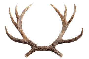 Deer antlers on isolated background
