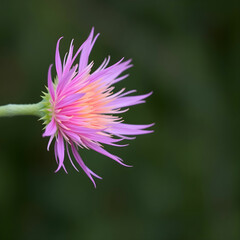 Vertical closeup shot of a pink spear thistle flower