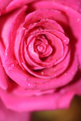 close up pink rose with water drop on the background