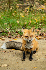 Fototapeta premium A fox is sitting on the ground, looking up at the camera