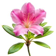 pink lily isolated on white