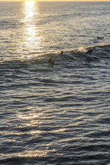 Surfer in California during Sunset waiting to catch a wave