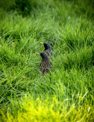The Twins: Two European Starlings (Sturnus vulgaris) Sneaking Through the Lush Spring Grass in File