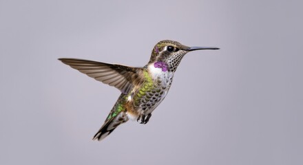 Fototapeta premium Graceful hummingbird in flight highlighting iridescent plumage against a soft background