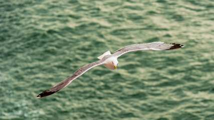 A Seagull Spreading its Wings Over the Rippling Waves