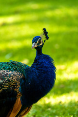 Obraz premium A Portrait of a Peacock
