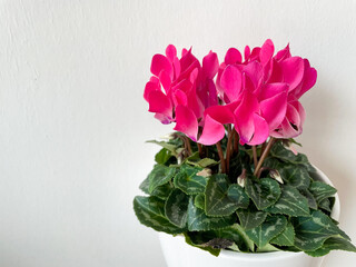 Beautiful vibrant pink blooming Cyclamen persicum decorative flowers in flower pot isolated on white close up	