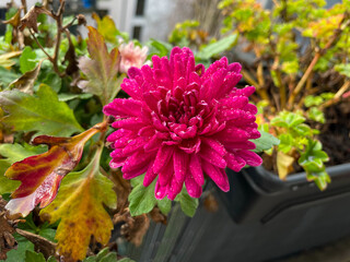 Beautiful pink rode Chrysanthemum balcony garden autumn flowers close up, floral wallpaper background with blooming Chrysanthemums	