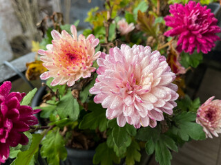 Fototapeta premium Beautiful pink rode Chrysanthemum balcony garden autumn flowers close up, floral wallpaper background with blooming Chrysanthemums 