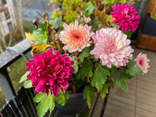 Beautiful pink rode Chrysanthemum balcony garden autumn flowers close up, floral wallpaper background with blooming Chrysanthemums	