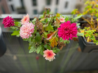 Beautiful pink rode Chrysanthemum balcony garden autumn flowers close up, floral wallpaper background with blooming Chrysanthemums	