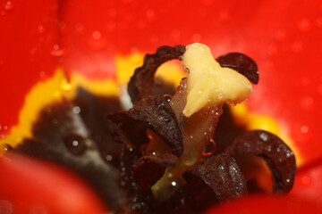 beautiful flowers growing in garden at summer sunny day