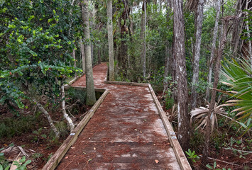 Scenery on the Hog Hammock Trail, Florida