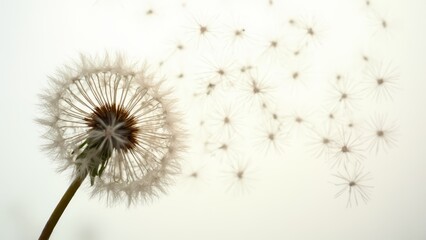 A dandelion blowing in the wind on a white background