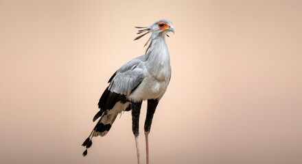 Obraz premium Elegant secretary bird on neutral background showcasing unique plumage and majestic stance