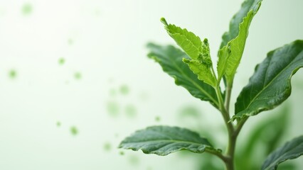 A close up of a plant with green leaves