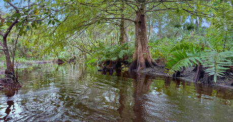 Kayaking Scenery on the Loxahatchee River, Florida