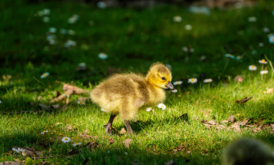 Gosling Walking on Soft Grass Bathed in Sunlight