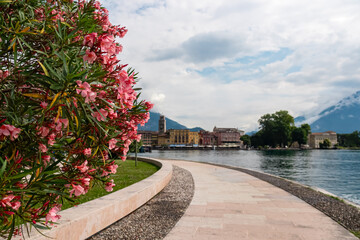 Vibrant pink oleander bush along the pedestrian pathway in idyllic lakeside town Riva Del Garda at...