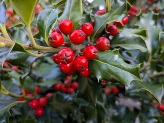 English holly (Ilex Aquifolium) with red berries. Autumn berries background. Close up