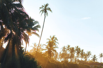 A stunning view of tropical palm trees silhouetted against the warm, golden glow of sunrise. The...