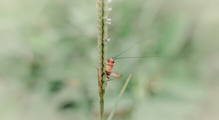 close up of baby crickets perched on a plant stem
