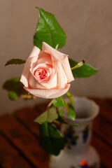 Fototapeta premium beautiful rose flower in the garden