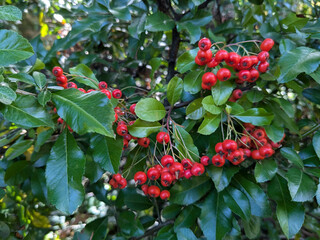 Pyracantha coccinea, ripe red berries in green leaves. Autumn berries background