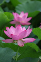 Fototapeta premium 神聖な花