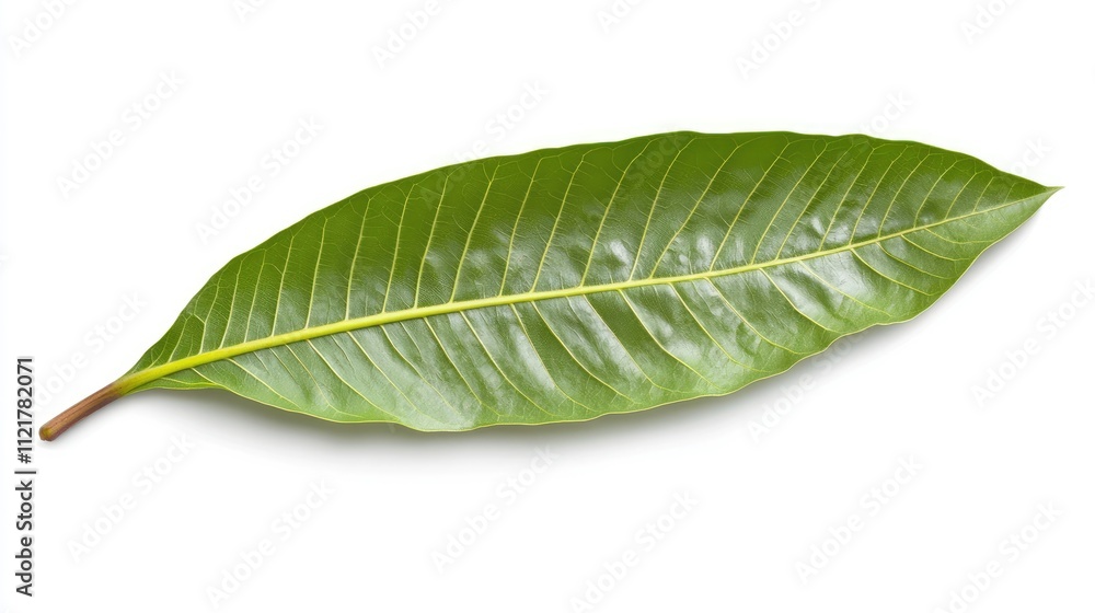 Aufkleber fresh romain lettuce leaf isolated on white background for culinary and nutrition concepts in high d