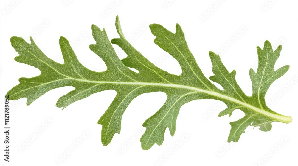 Poster freshly picked arugula leaf isolated on white background showcasing natural texture and vibrant gree