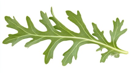 Freshly picked arugula leaf isolated on white background showcasing natural texture and vibrant green color for culinary use and health concepts.