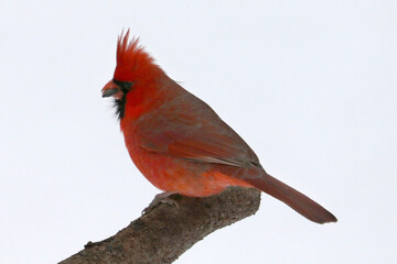 Northern Male Cardinal in winter